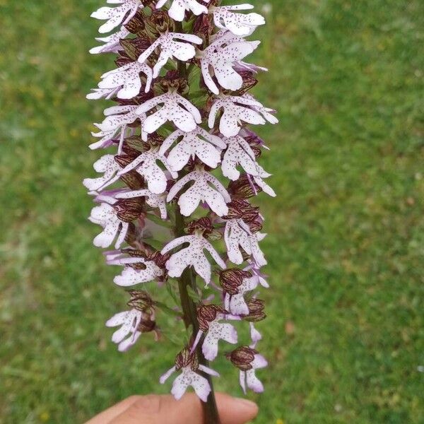 Orchis purpurea Квітка