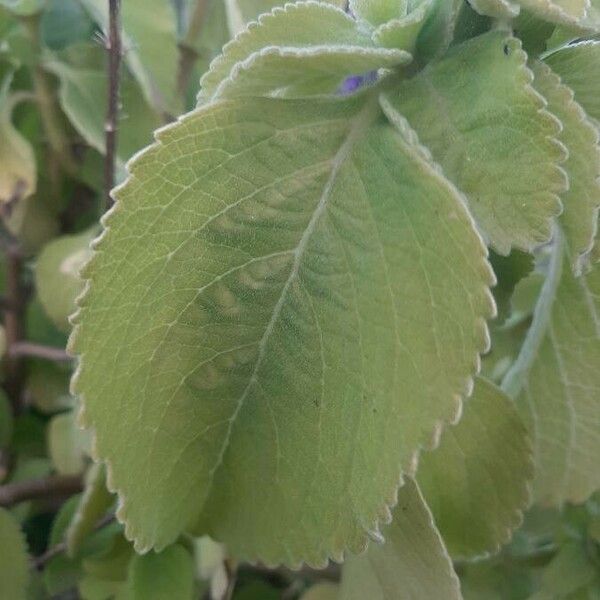 Plectranthus barbatus Leht