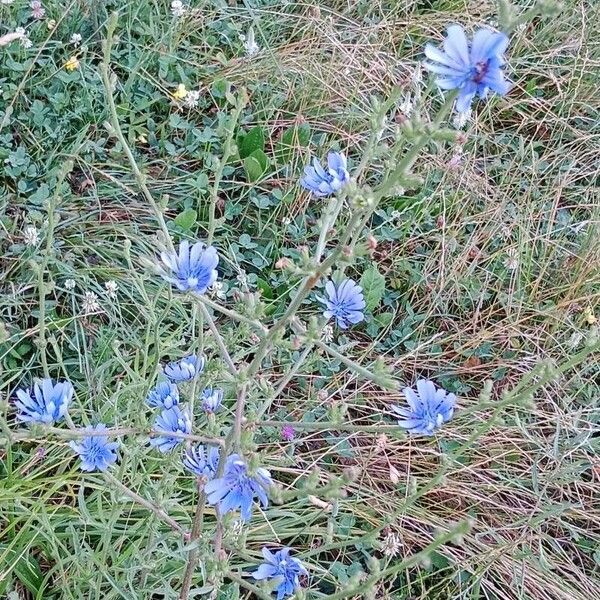 Cichorium endivia Habitus