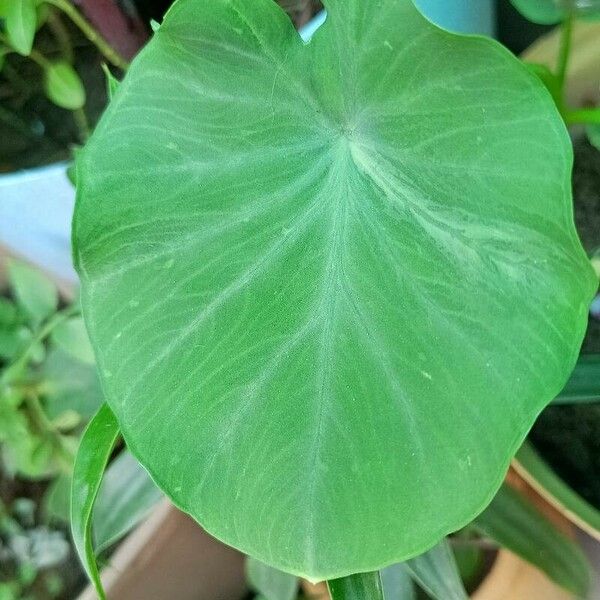 Colocasia esculenta Foglia