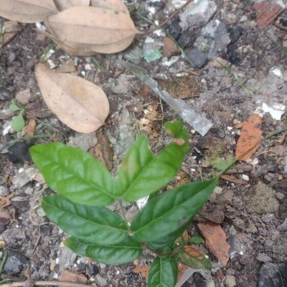 Eugenia stipitata Leaf