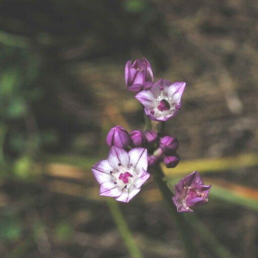 Allium praecox 花