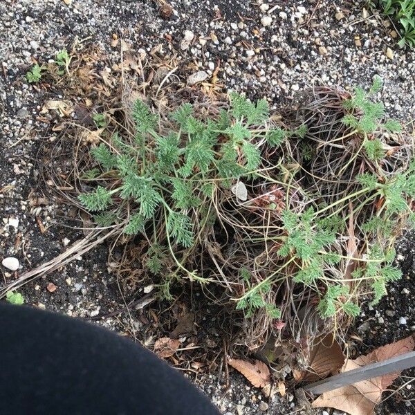 Erodium glandulosum Kéreg