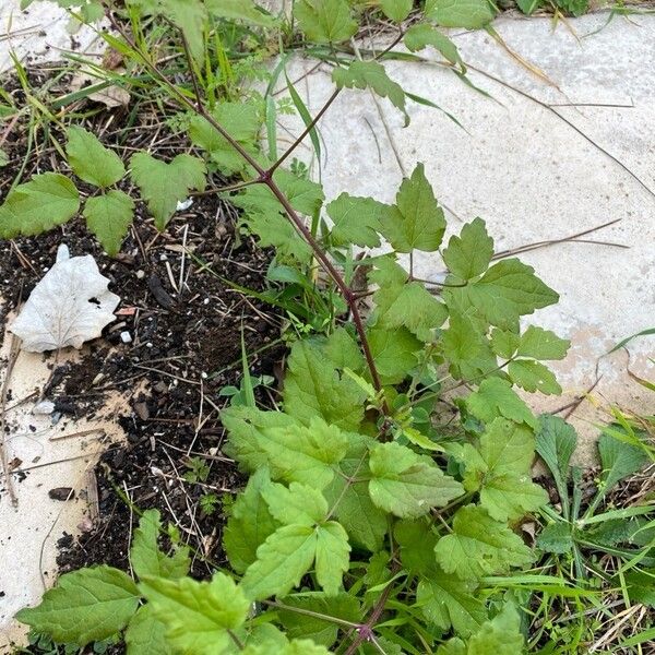 Clematis vitalba List