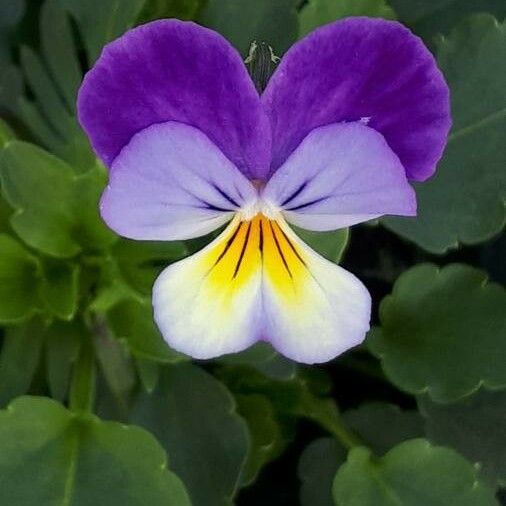 Viola tricolor Λουλούδι