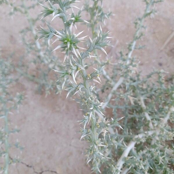 Cornulaca aucheri Habit