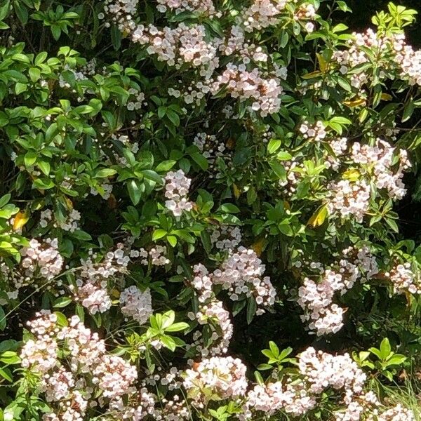 Kalmia latifolia Flower