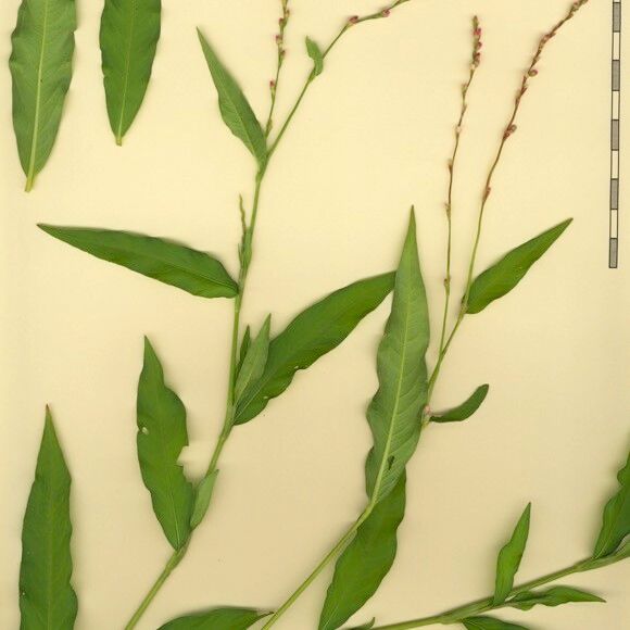 Persicaria decipiens Diğer