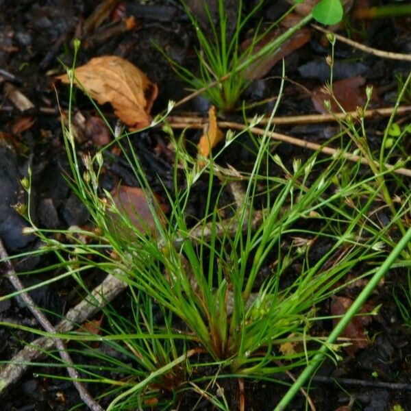 Juncus bufonius Plante entière