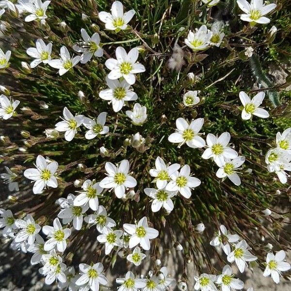 Sabulina verna Flor