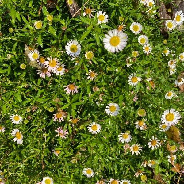 Erigeron karvinskianus Bloem