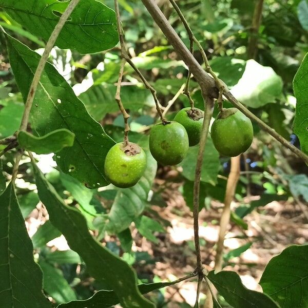 Vitex doniana Fruit