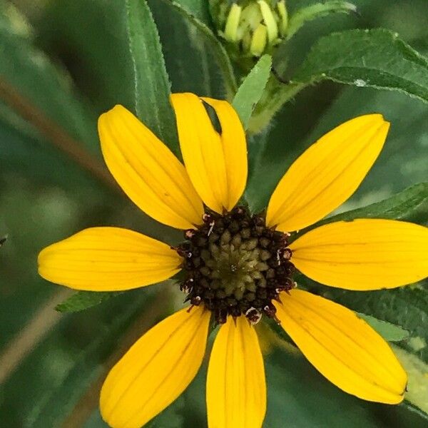 Rudbeckia triloba फूल