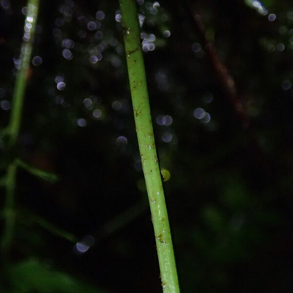 Asplenium lividum Frunză