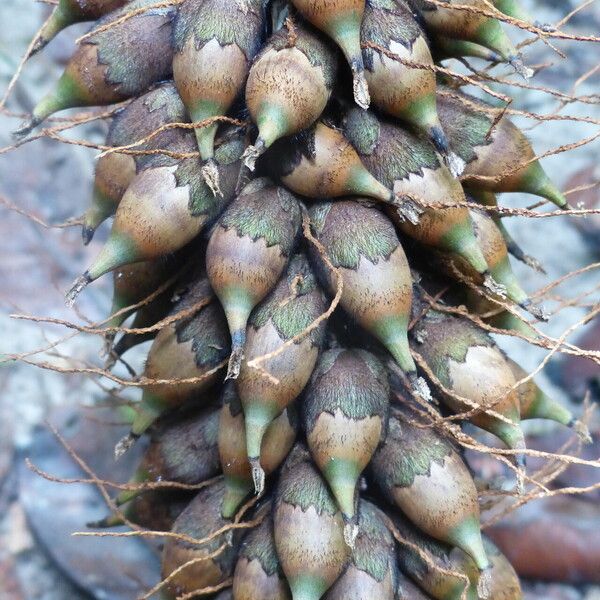 Astrocaryum paramaca Fruit