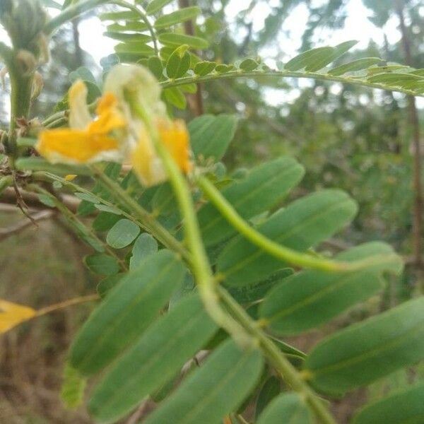 Tamarindus indica Flower
