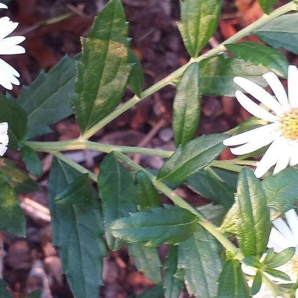 Aster ageratoides Leaf