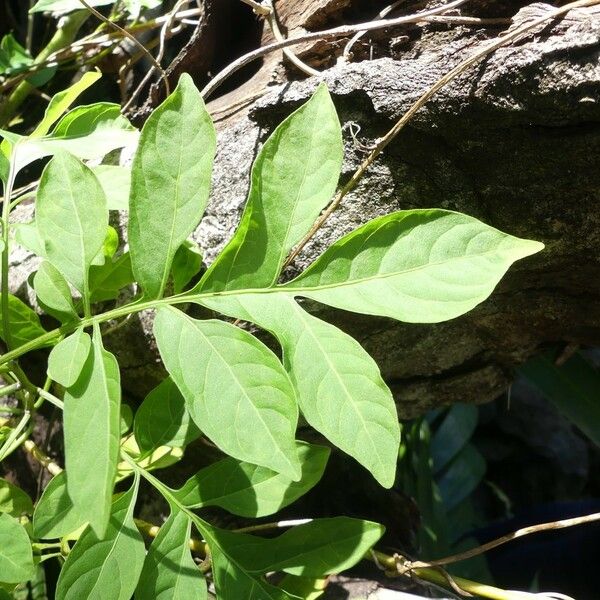 Solanum seaforthianum Ліст