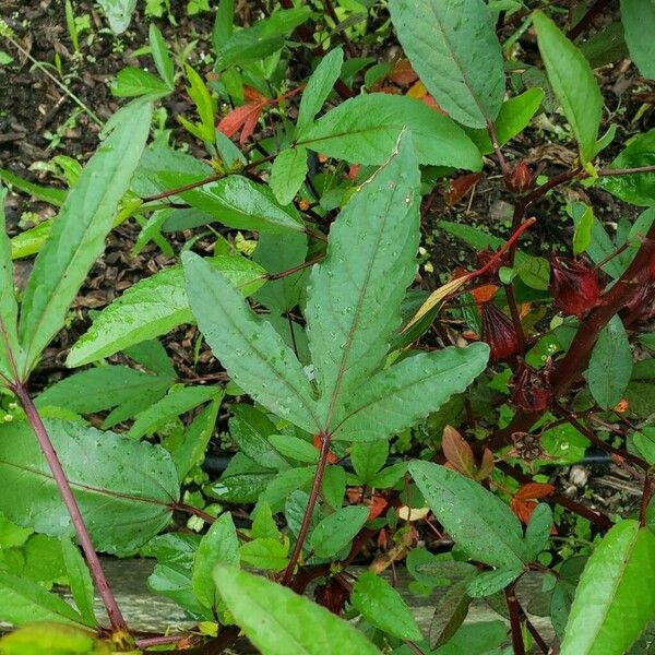 Hibiscus sabdariffa 葉