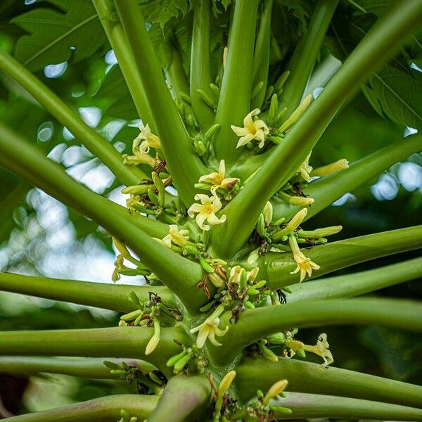 Carica papaya Цветок