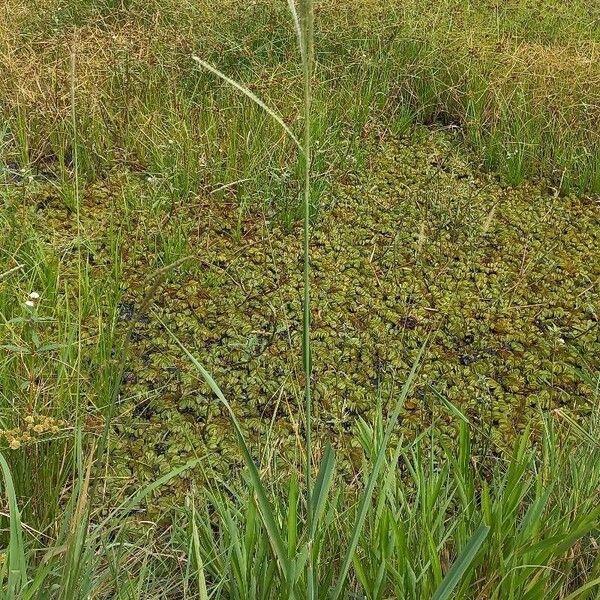 Paspalum urvillei Habitus