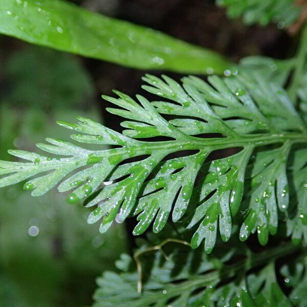 Asplenium theciferum Лист