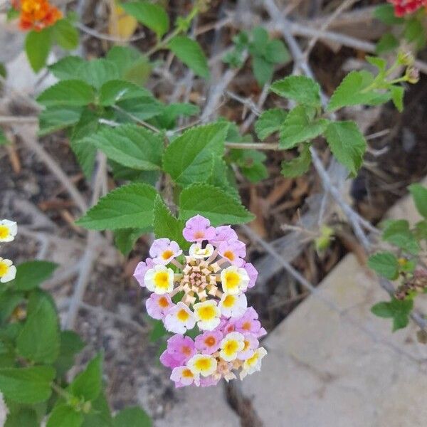 Lantana camara Fiore