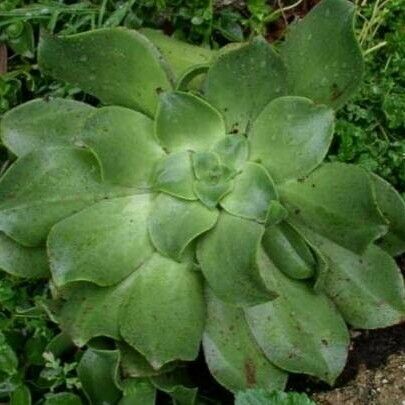 Aeonium valverdense Leaf