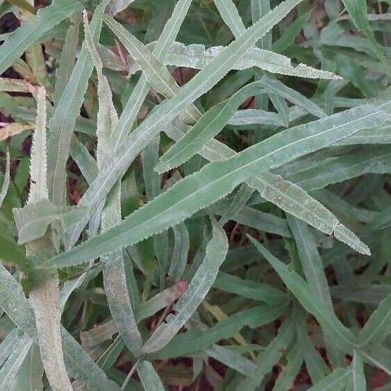 Pteris cretica 葉