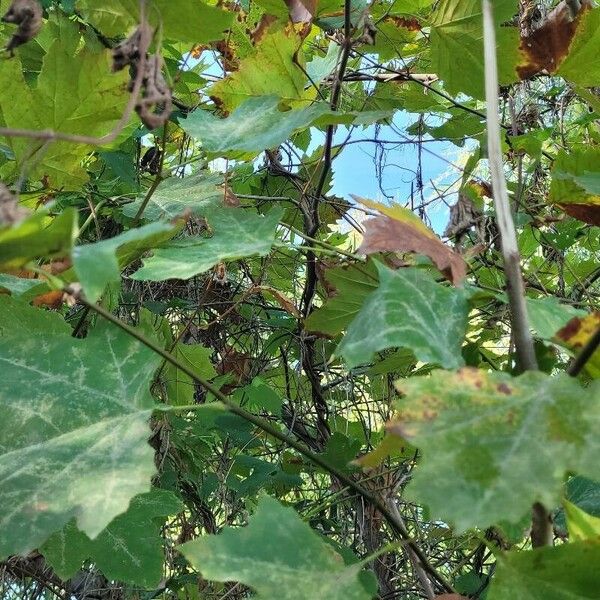 Platanus occidentalis Blad