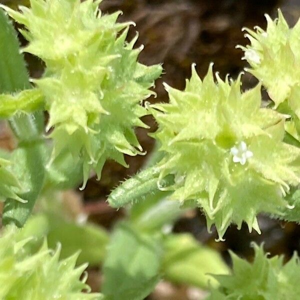 Valerianella discoidea Õis