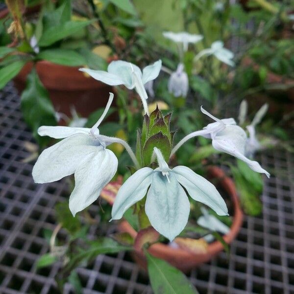 Ecbolium viride Flor