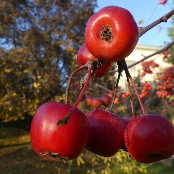 Malus sylvestris Fruto