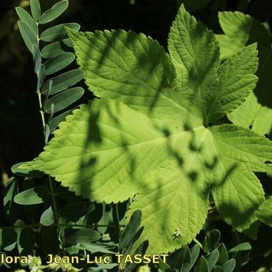 Humulus japonicus Leaf