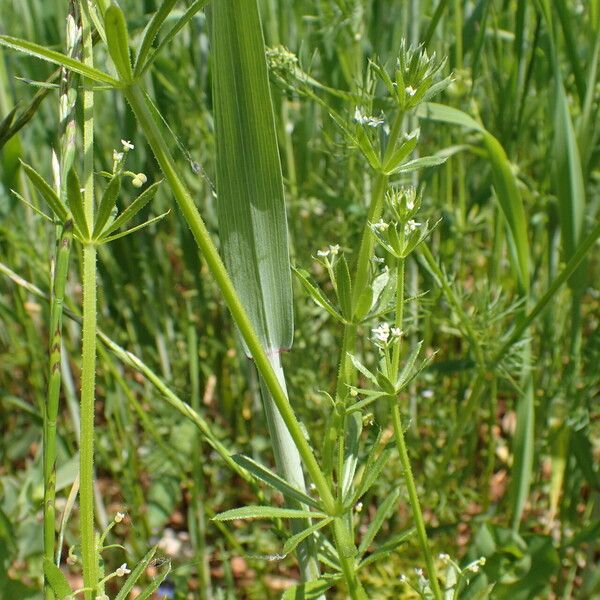 Galium tricornutum Autre