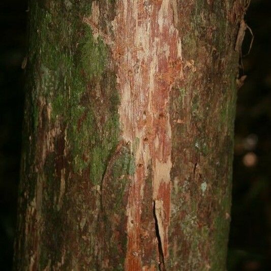 Couratari oblongifolia Кара