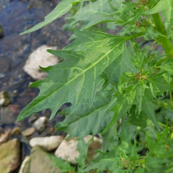 Oxybasis rubra Feuille