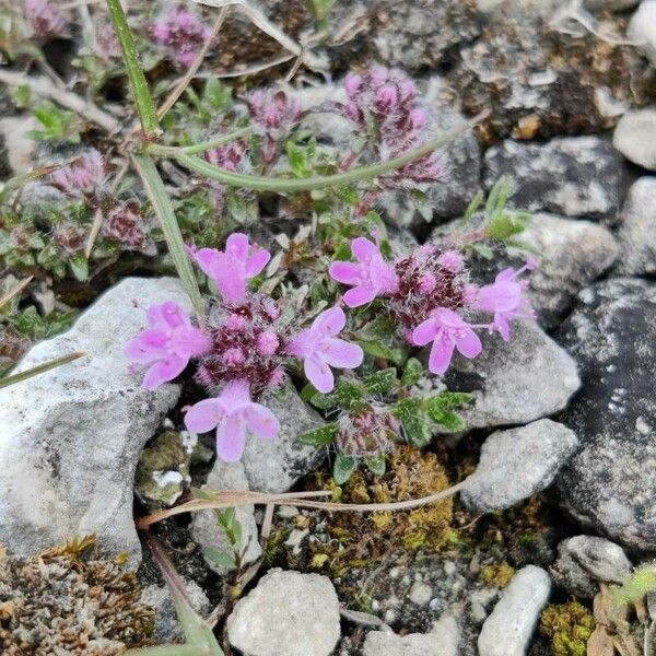 Thymus dolomiticus Цвят