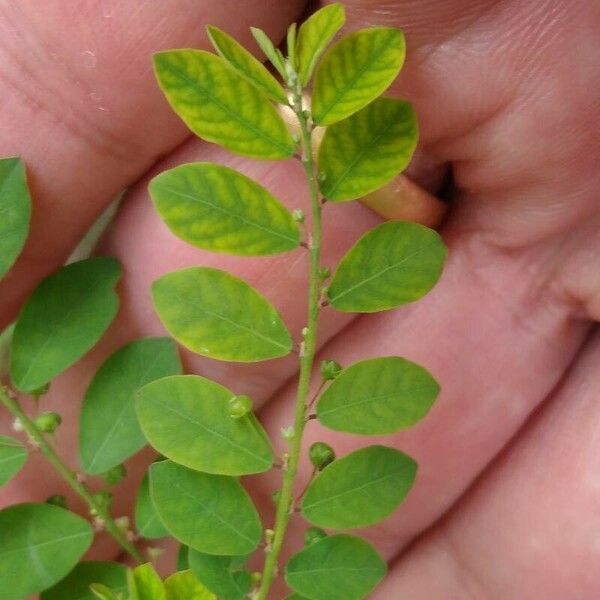 Phyllanthus tenellus Folla