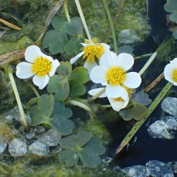 Ranunculus peltatus Habit