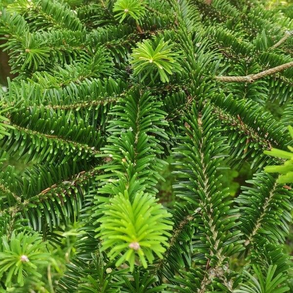 Abies homolepis Folha