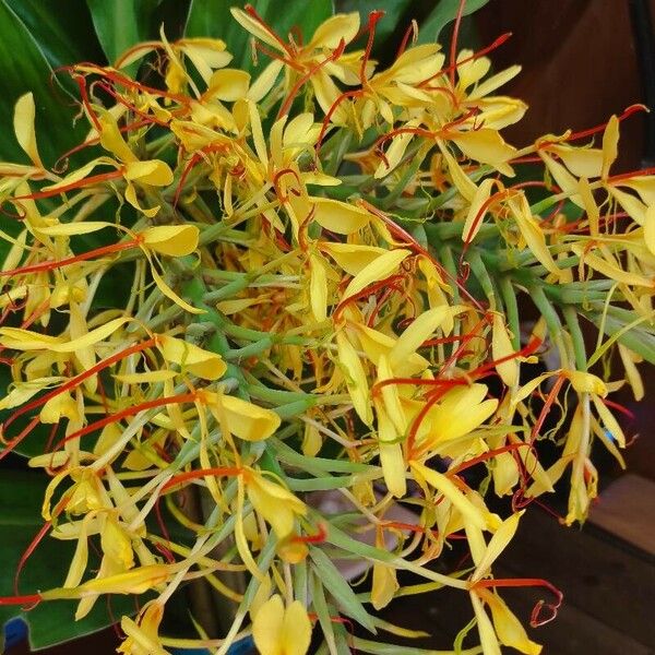 Hedychium gardnerianum 花