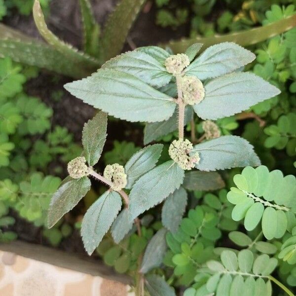 Euphorbia hirta Folla