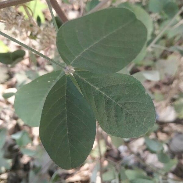 Crotalaria pallida Leaf