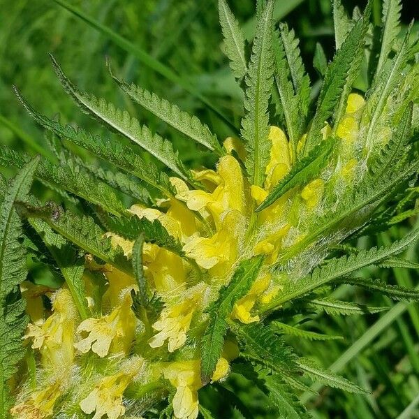 Pedicularis foliosa Kvet