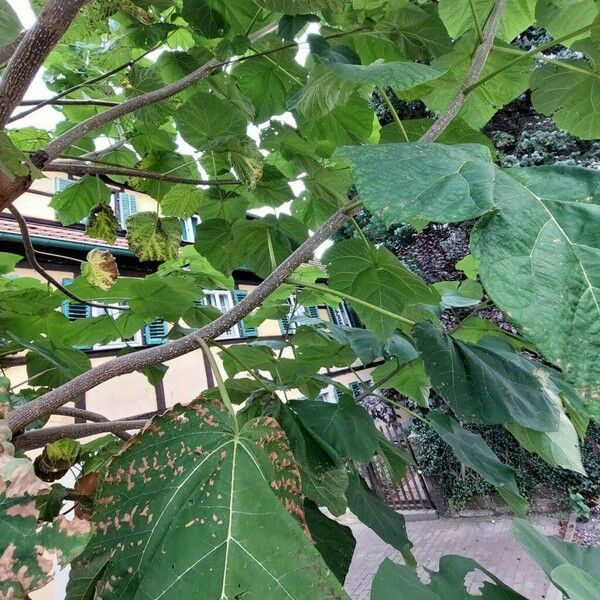 Paulownia tomentosa 树皮