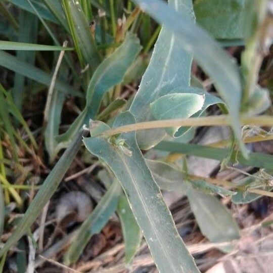 Lactuca saligna Blad