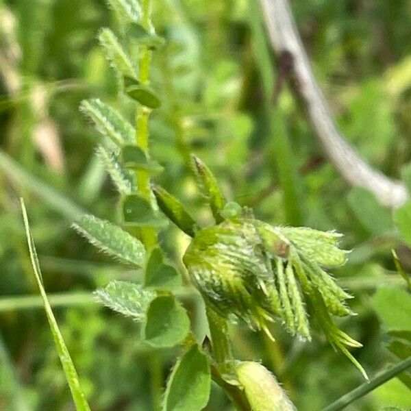 Vicia hybrida Levél