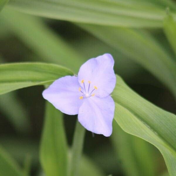 Tradescantia ohiensis Çiçek