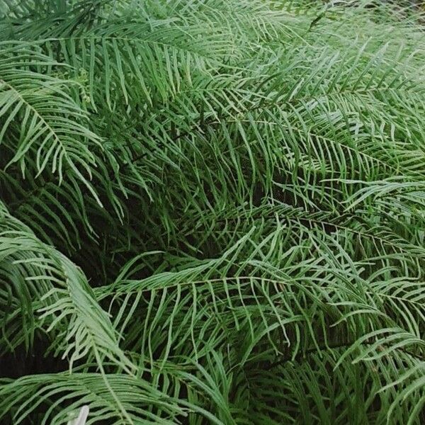 Pteris vittata Hábitos